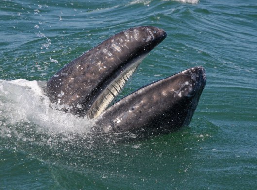 A baleen of a baby Gray whale (Eschrichtius robustus) sifts the krill from the sea water, 9 March 2008 / © Jo Crebbin @ Dreamstime (ID 13631684)