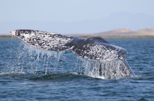 Speckled flukes (above) of a gray whale (Eschrichtius robustus) / Dr Steven Swartz @ NOAA: NOAA's Ark – Animal Collection (ID anim1728)