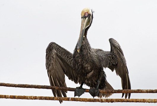 Brown pelican (Pelecanus occidentalis) drying wet feathers in San Blas, Nayarit, Mexico / © Otto Dusbaba @ 123rf (ID 9603937)