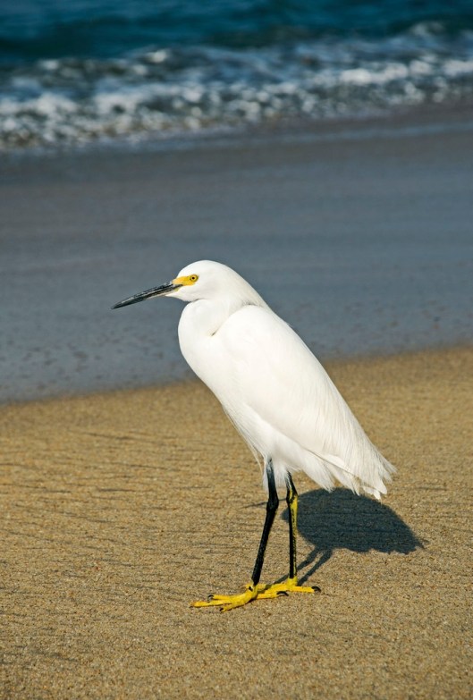 Snowy egret (Egretta thula) on a beach by the Pacific Ocean, Nayarit, Mexico / © Otto Dusbaba @ 123rf (ID 25318964)