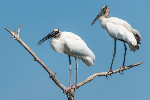 Wood storks (Mycteria americana) at a breeding colony in mangroves at San Blas, Nayarit, Mexico / © drferry @ iStock (ID 157705780)