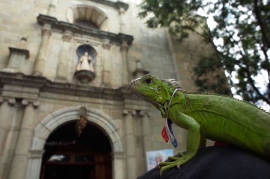 An iguana stands on her owners hat outside La Merced Catholic church during the Blessing of the Animals in Oaxaca, Mexico / © Chico Sanchez @ Alamy (ID BM07JJ)