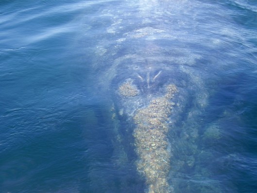 Gray whale (Eschrichtius robustus) approaching scientists' boat and showing barnacles on the head/ Dr Steven Swartz @ NOAA: NOAA's Ark – Animal Collection (ID anim1730)